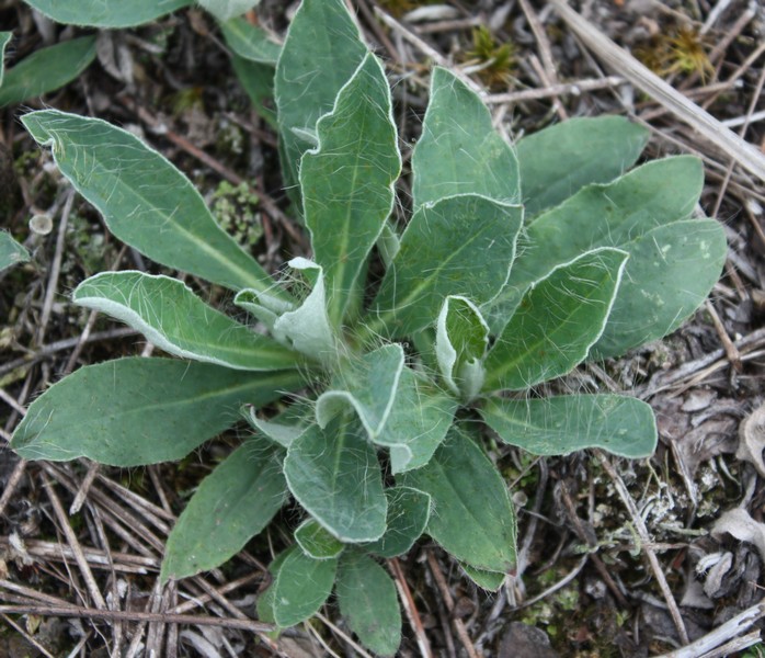 Image of Pilosella officinarum specimen.