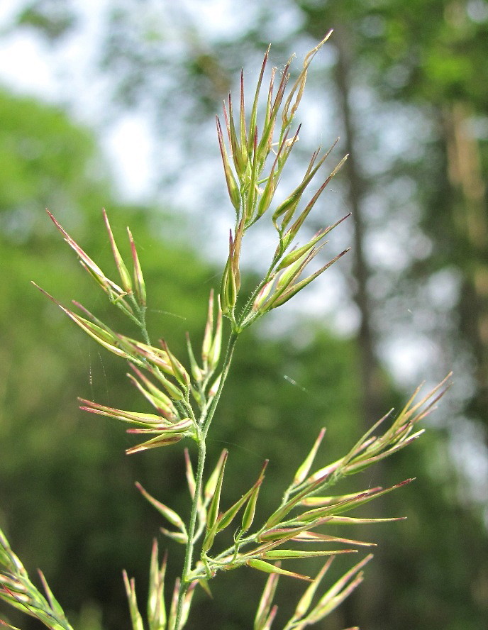 Изображение особи Calamagrostis epigeios.