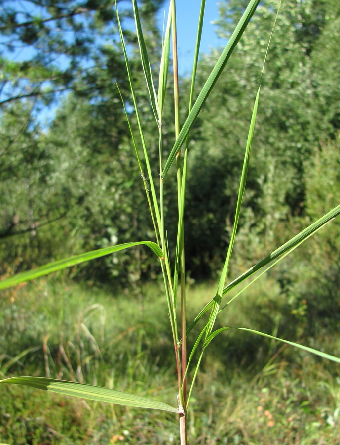 Изображение особи Calamagrostis phragmitoides.