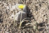 Taraxacum turcomanicum