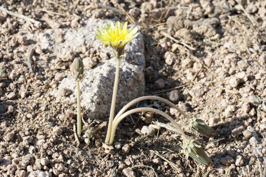 Изображение особи Taraxacum turcomanicum.