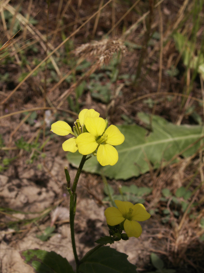 Image of Sinapis arvensis specimen.