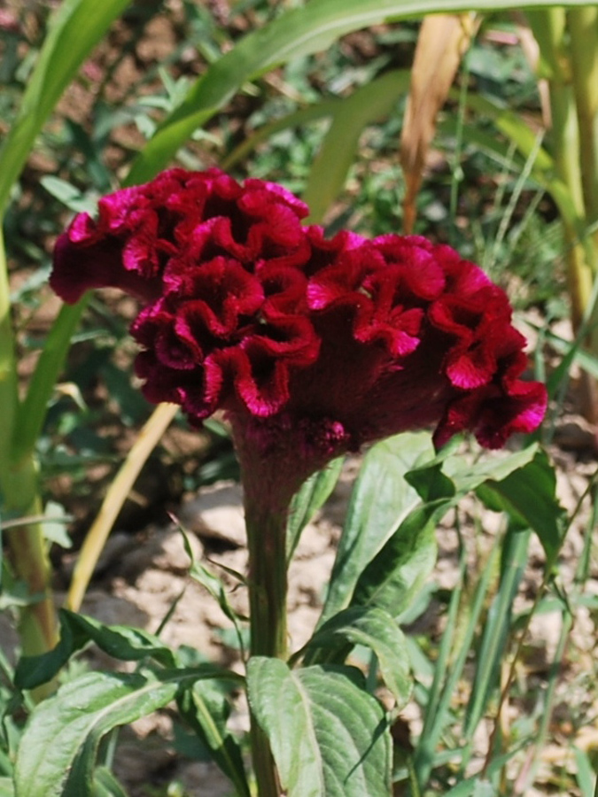 Image of Celosia cristata specimen.
