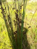 Juncus filiformis. Побеги с соплодиями. Курская обл., Железногорский р-н, с. Карманово, р. Мицень. 22 июля 2007 г.