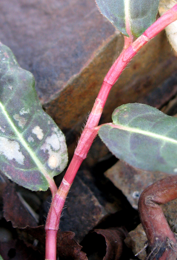 Image of Persicaria amphibia specimen.