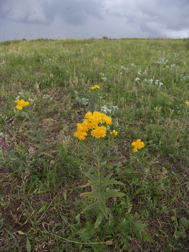 Image of Inula germanica specimen.