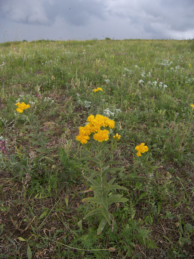 Изображение особи Inula germanica.