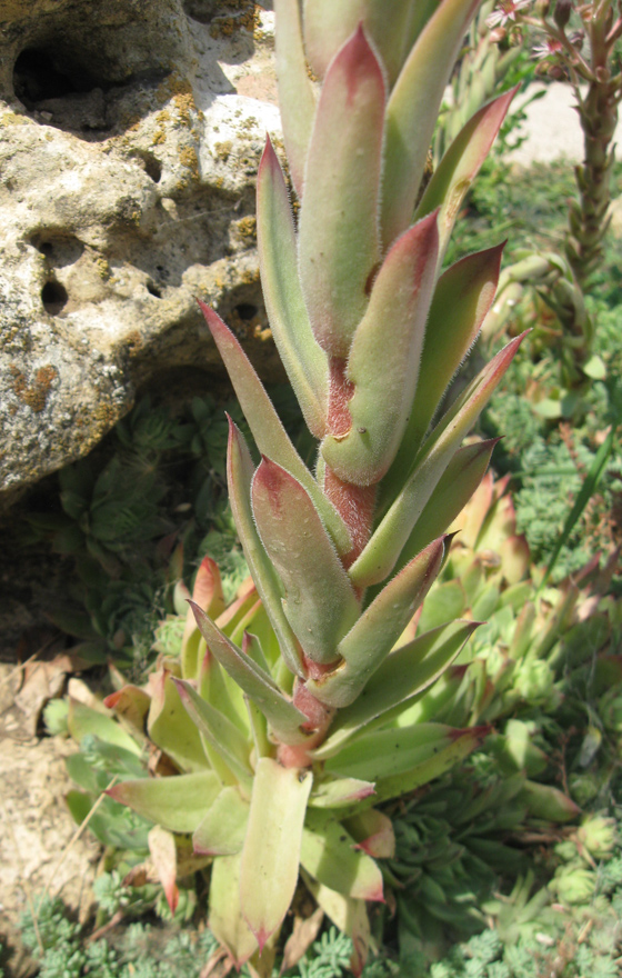 Изображение особи Sempervivum tectorum.