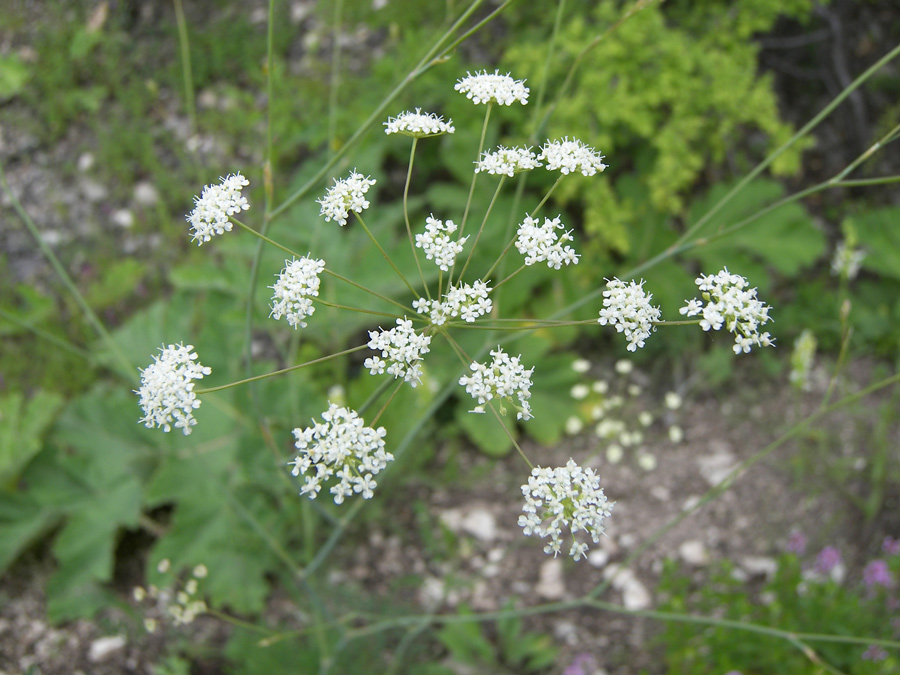 Изображение особи семейство Apiaceae.