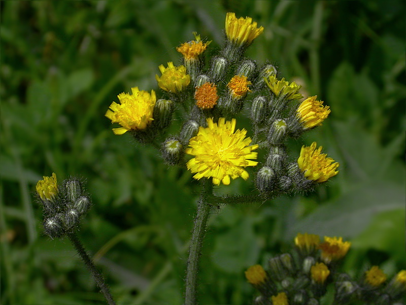 Image of Pilosella × suecica specimen.