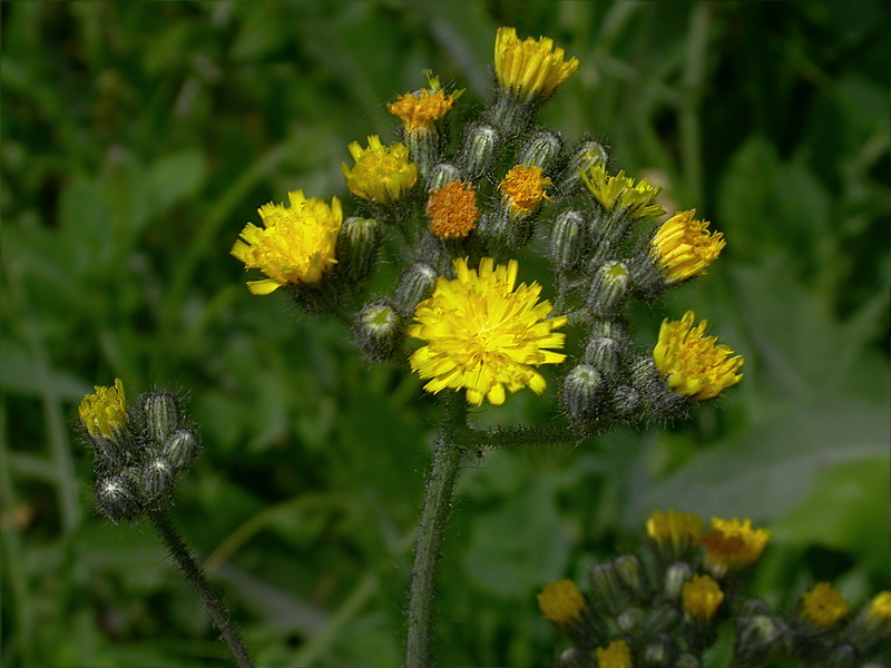 Image of Pilosella &times; suecica specimen.