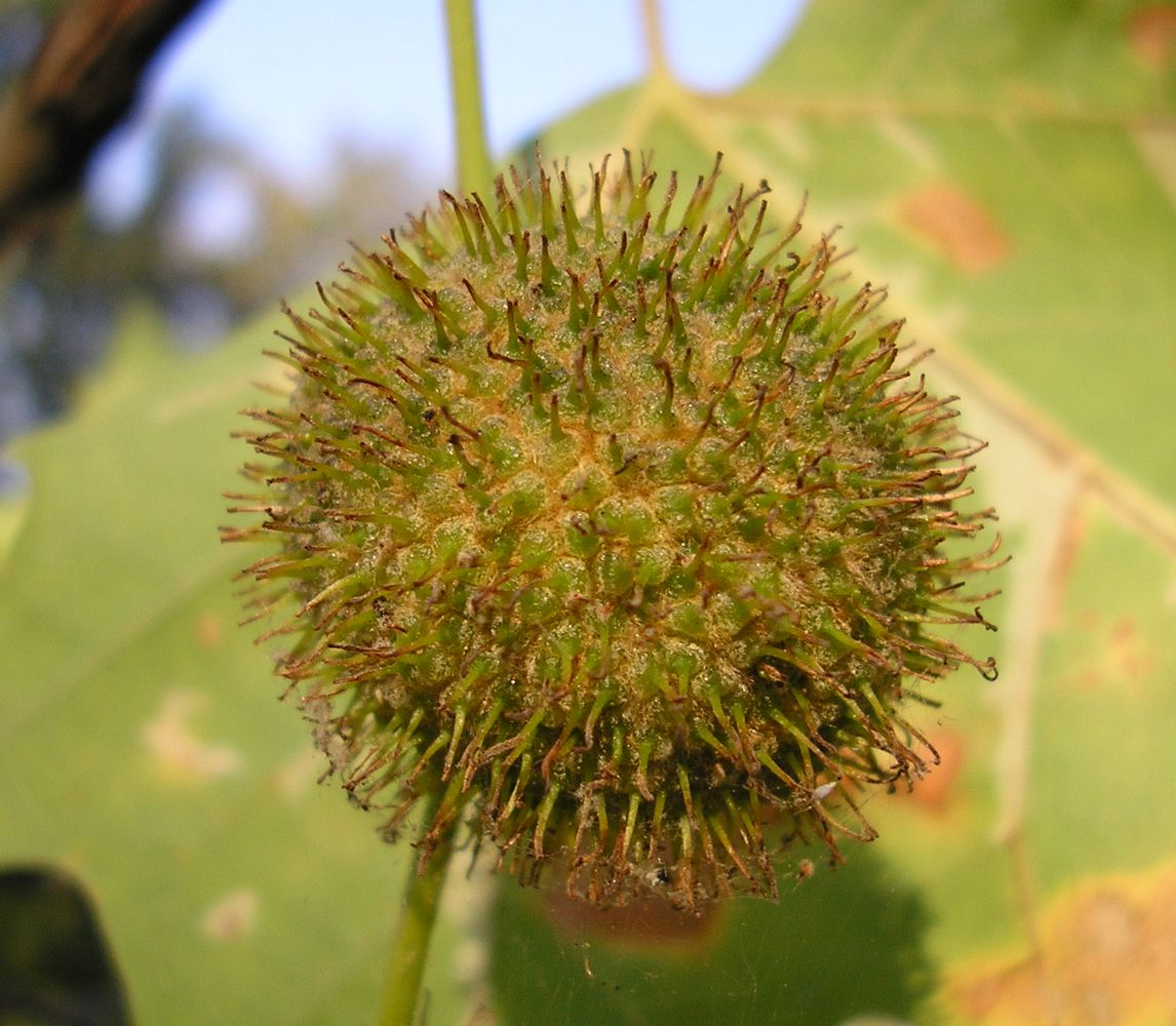 Image of Platanus × acerifolia specimen.