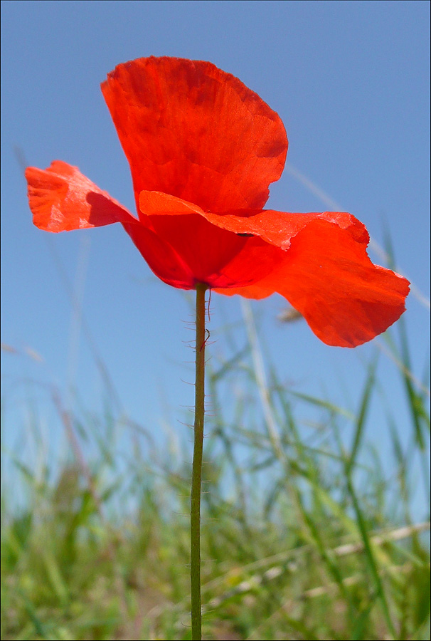 Изображение особи Papaver rhoeas.