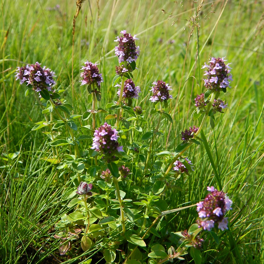 Изображение особи Thymus pulegioides.