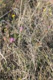 Centaurea novorossica