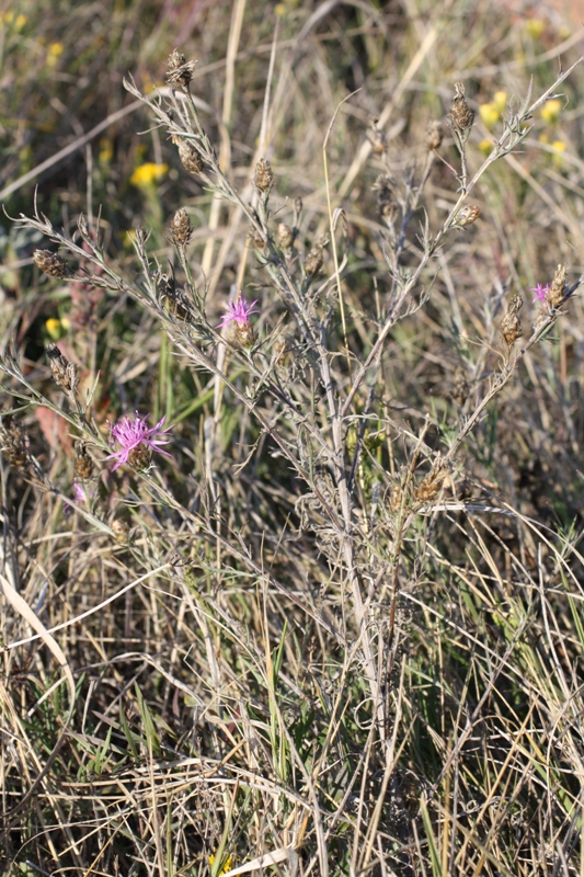 Image of Centaurea novorossica specimen.