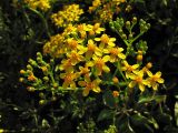 Senecio angulatus. Общее соцветие, состоящее из отдельных соцветий-корзинок. Испания, Каталония, провинция Girona, Costa Brava, Sant Feliu de Guíxols, на приморском обрыве. 26 октября 2008 г.