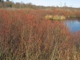 Myrica gale. Цветущие мужские растения на мелководье небольшого озера. Нидерланды, провинция Drenthe, национальный парк Drentsche Aa, заказник Gasterse Duinen. 23 марта 2008 г.