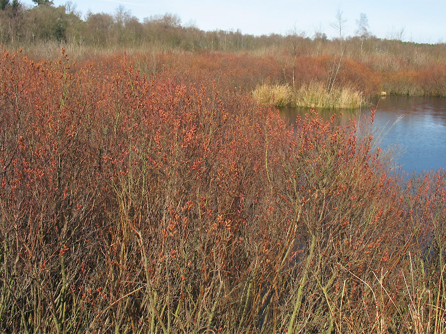 Image of Myrica gale specimen.