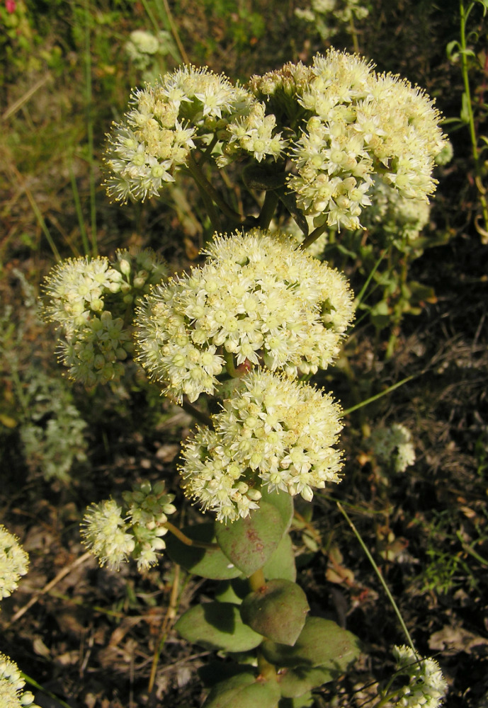 Image of Hylotelephium stepposum specimen.