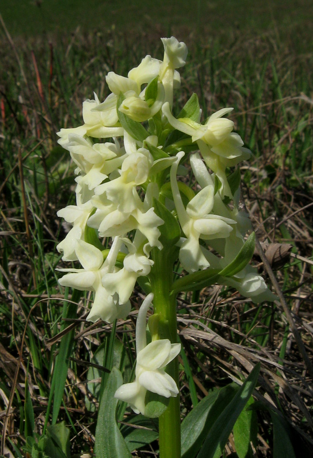 Image of Dactylorhiza romana specimen.