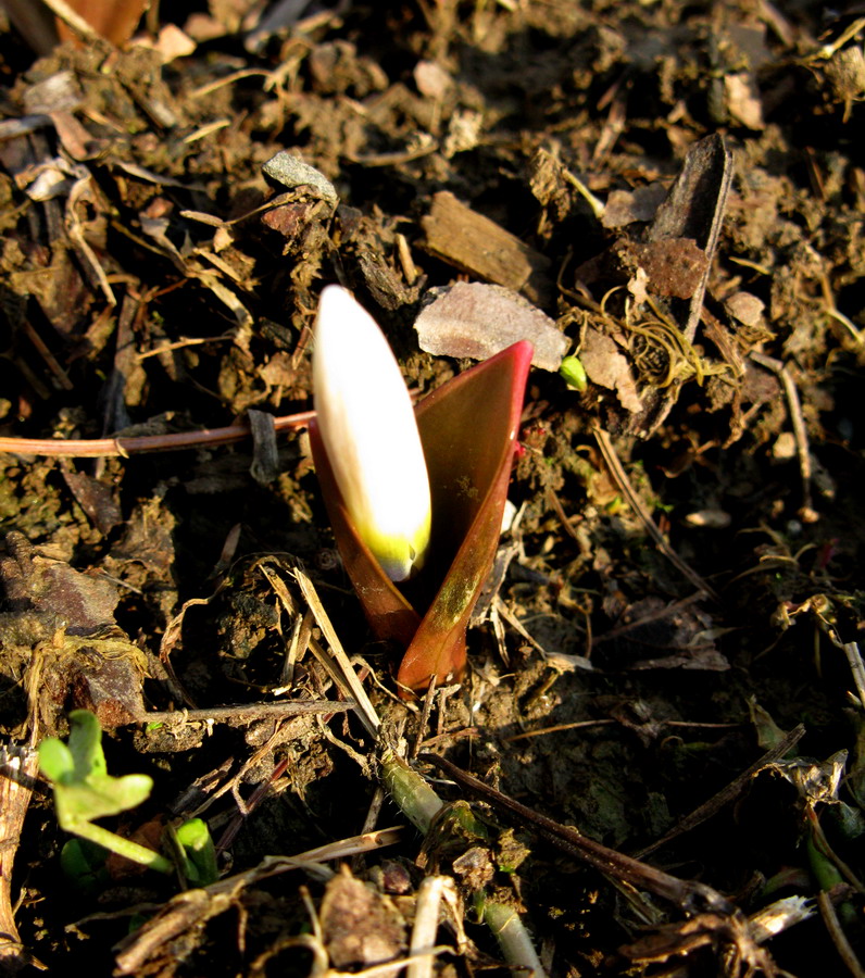 Image of Erythronium krylovii specimen.