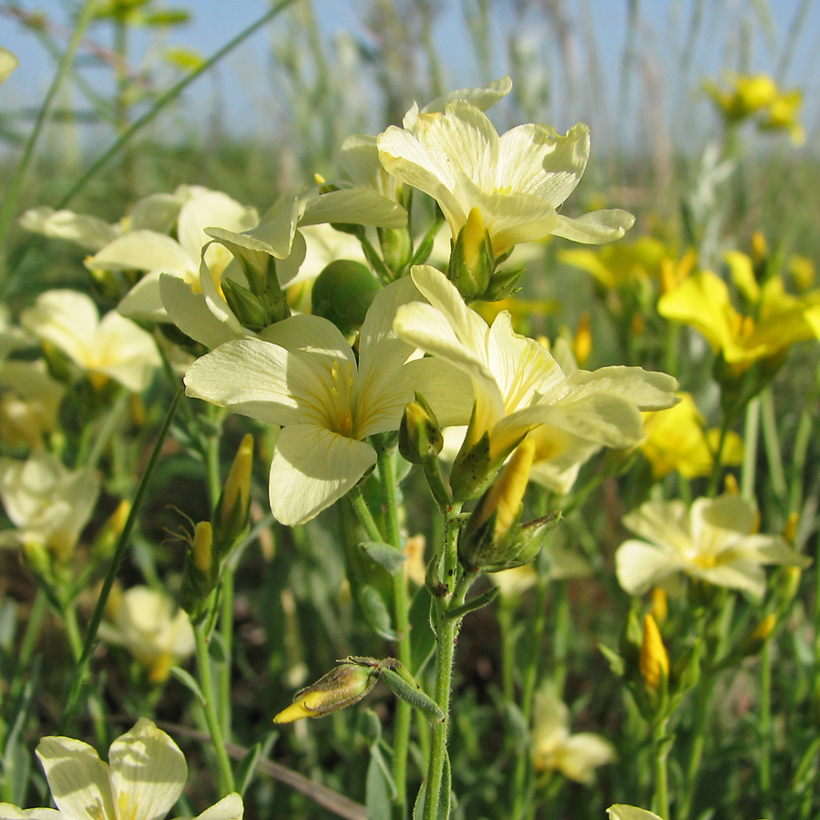 Image of Linum czernjajevii specimen.