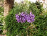 Jacaranda mimosifolia