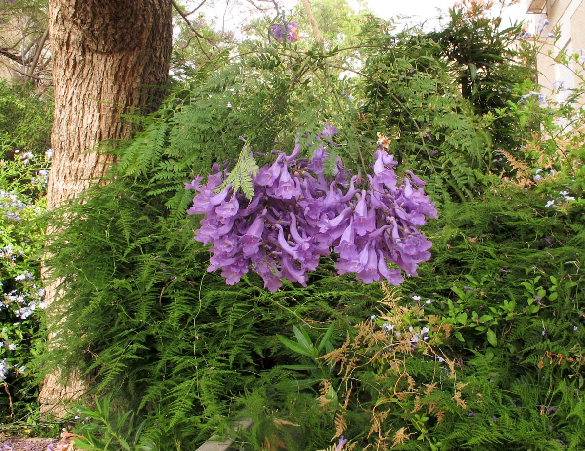 Изображение особи Jacaranda mimosifolia.