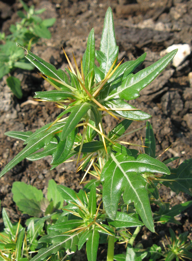 Image of Xanthium spinosum specimen.