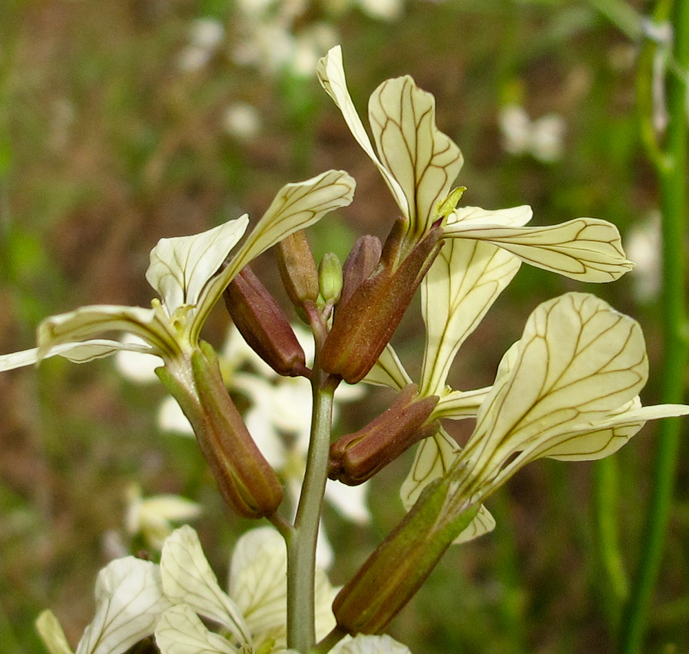 Изображение особи Eruca sativa.