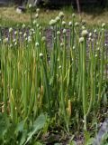 Allium fistulosum