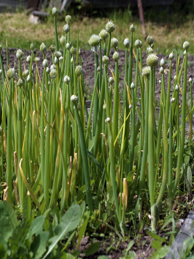 Изображение особи Allium fistulosum.