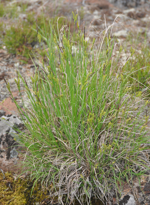 Изображение особи Carex juncella.