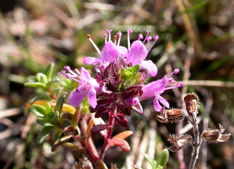 Изображение особи Thymus serpyllum.