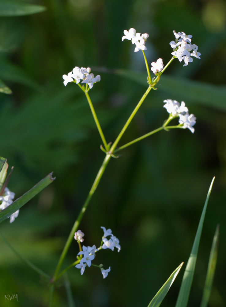 Изображение особи род Galium.