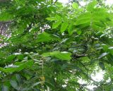 Juglans mandshurica. Ветви с плодами. Ярославская обл., Некоузский р-н, пос. Борок. 25.07.2012.