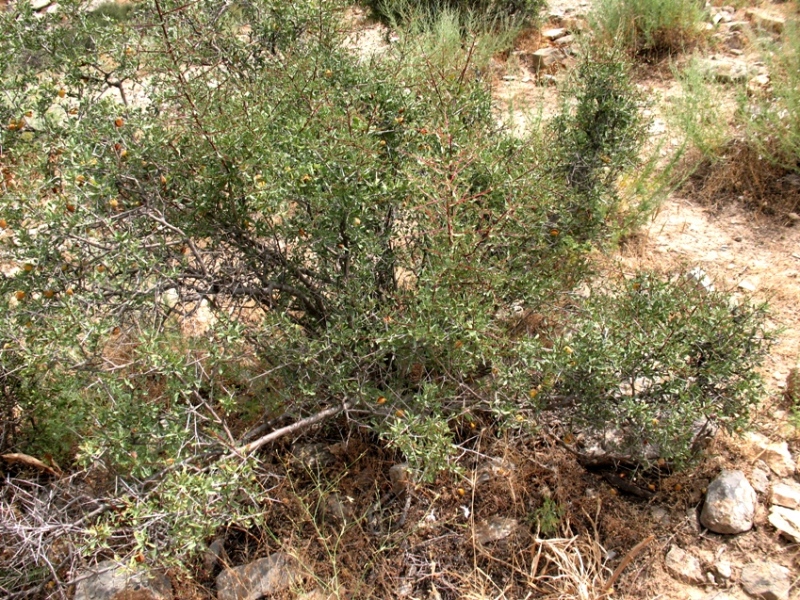 Image of Amygdalus spinosissima specimen.