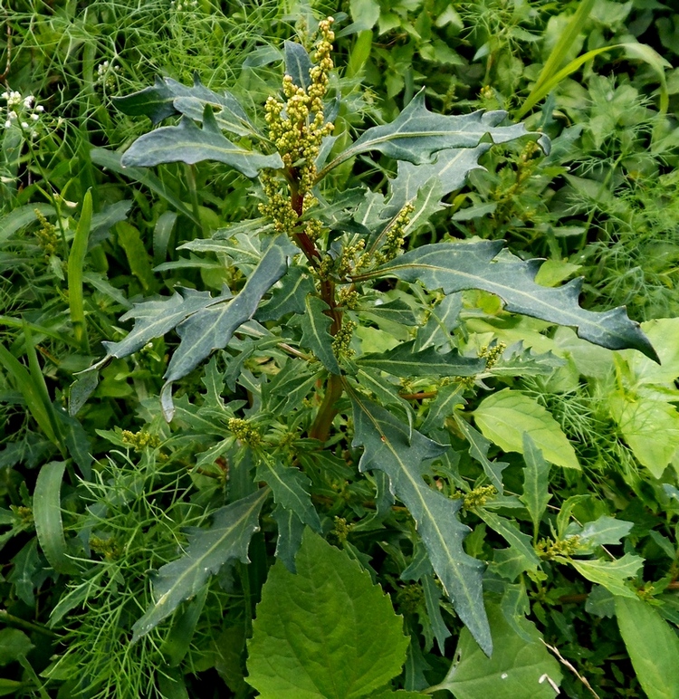 Image of Oxybasis × schulzeana specimen.