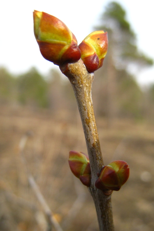 Изображение особи Syringa vulgaris.