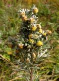 Artemisia sericea