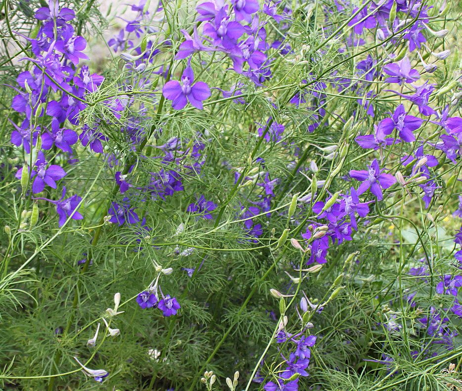 Image of Delphinium consolida specimen.