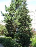 Chamaecyparis lawsoniana. Дерево с шишками. Австрия, Вена, парк Зигмунд-Фройд. 10.09.2012.