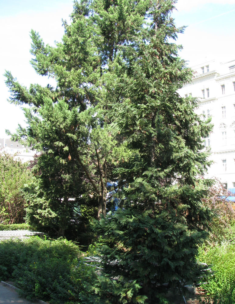 Изображение особи Chamaecyparis lawsoniana.