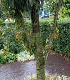 Zelkova serrata. Часть ствола и нижних ветвей молодого дерева ('Fiekova'). Нидерланды, г. Venlo, \"Floriada 2012\". 11.09.2012.