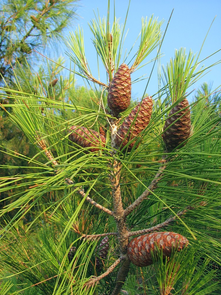 Изображение особи Pinus brutia.