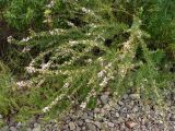 Lespedeza juncea