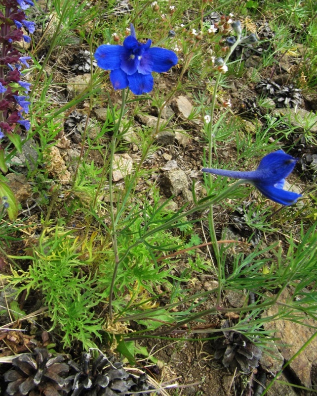 Image of Delphinium grandiflorum specimen.