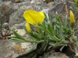 Genista verae. Побеги с цветками. Южный Берег Крыма, гора Аю-Даг, каменистый склон. 1 мая 2009 г.