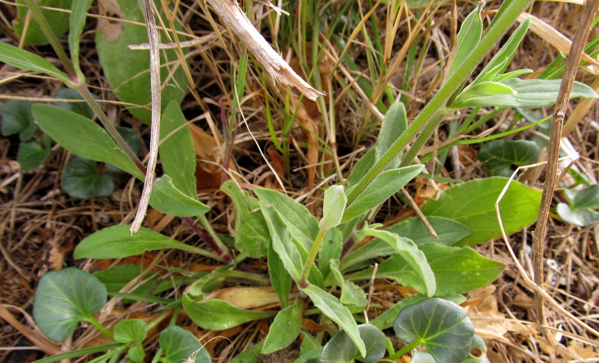 Image of Melandrium album specimen.